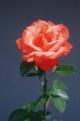 Free Online Dating