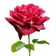 Free Online Dating